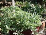 japanese mugwort seeds