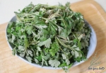 japanese mugwort seeds