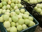 japanese sweet green melon seeds