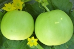 japanese sweet green melon seeds