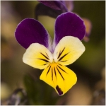 johnny jump up pansy seeds