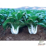 joi choi f1 pak choi seeds