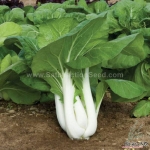 joi choi f1 pak choi seeds