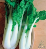 joi choi f1 pak choi seeds