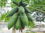 kag dum thai papaya seeds