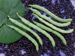 kentucky bush bean seeds
