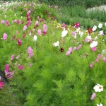 kido dwarf 60cm mix cosmos seeds