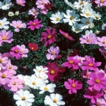kido dwarf 60cm mix cosmos seeds