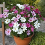 kido dwarf 60cm mix cosmos seeds