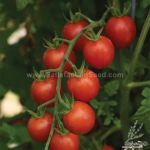 king f1 cherry tomato seeds