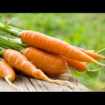 kuroda carrot seeds