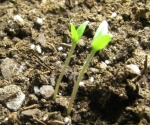 large red cherry tomato heirloom seeds