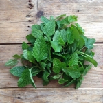 lemon balm seeds