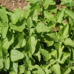 lemon balm seeds