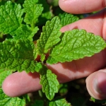 lemon balm seeds