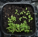 lemon drops spilanthes seeds