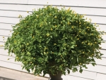 lemon drops spilanthes seeds