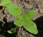 lemon queen branching sunflower seeds