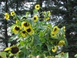 lemon queen branching sunflower seeds