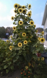 lemon queen branching sunflower seeds
