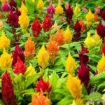 lilliput mix dwarf plume celosia seeds