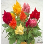 lilliput mix dwarf plume celosia seeds