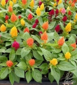 lilliput mix dwarf plume celosia seeds