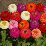 lilliput mix zinnia seeds
