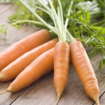 little finger carrot seeds