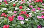 little mix vinca periwinkle seeds