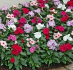 little mix vinca periwinkle seeds
