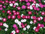 little mix vinca periwinkle seeds