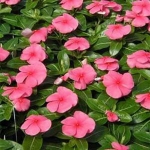 little pink vinca periwinkle seeds