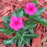 little pink vinca periwinkle seeds