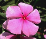 little pink vinca periwinkle seeds