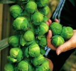 long island brussels sprouts seeds