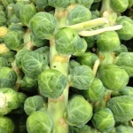 long island brussels sprouts seeds