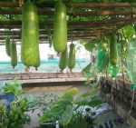 long mottled green gourd seeds