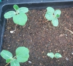 long mottled green gourd seeds