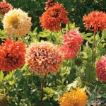 lorenziana double mix gaillardia seeds