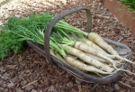 lunar white carrot seeds