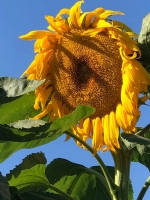 mammoth sunflower seeds