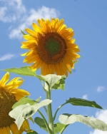 mammoth sunflower seeds