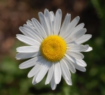 marguerite oxeye daisy seeds
