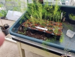 mary washington asparagus seeds