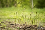 mary washington asparagus seeds