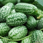 mexican sour gherkin seeds