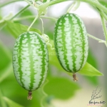 mexican sour gherkin seeds