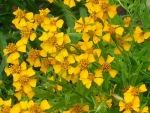 mexican tarragon mexican mint seeds