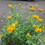 mexican tarragon mexican mint seeds